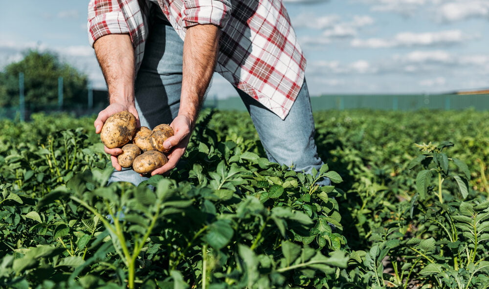 Mapeo capacidades en mejoramiento genético vegetal basado en biotecnología